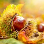 Heilpflanze – die Rosskastanie