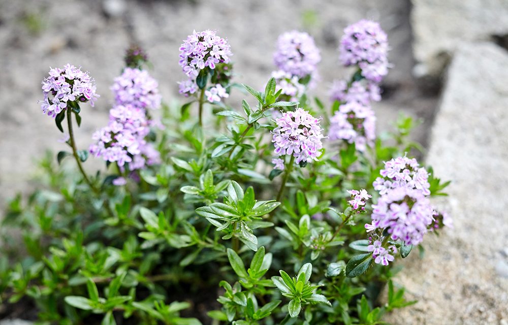Heilpflanze – der Thymian