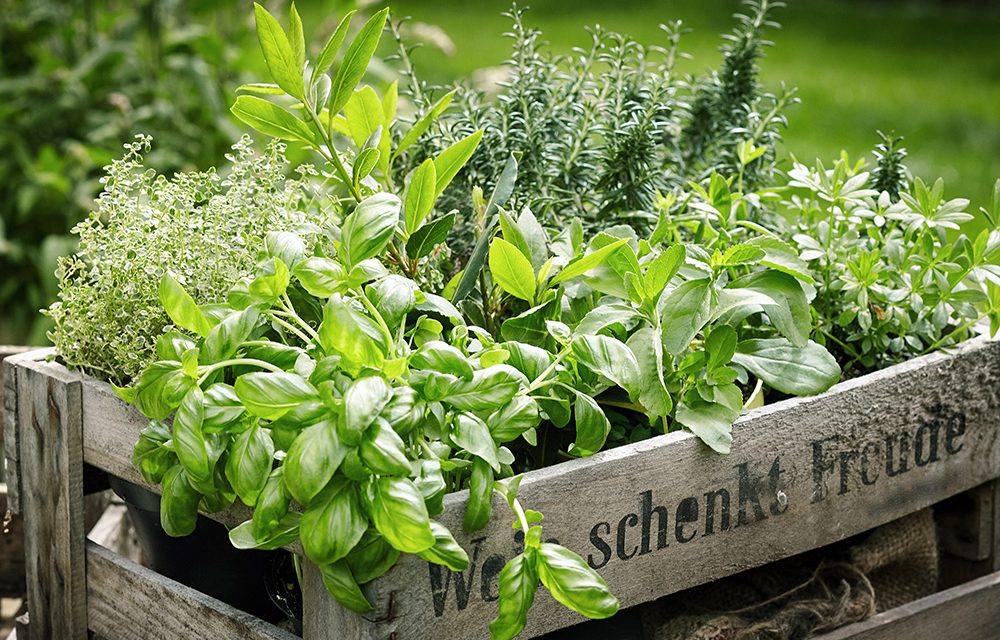 Gesund durch Hausmittel