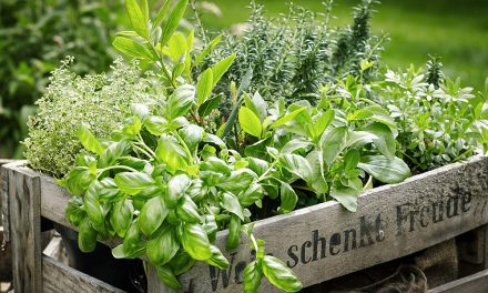 Gesund durch Hausmittel