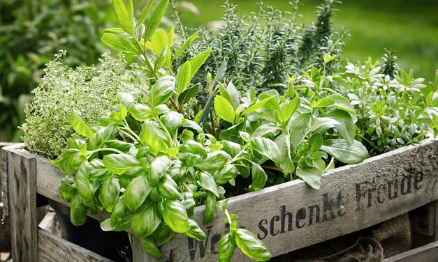 Gesund durch Hausmittel