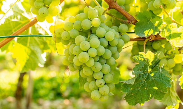 Die Weinrebe – eine Heilpflanze mit überraschender Bandbreite
