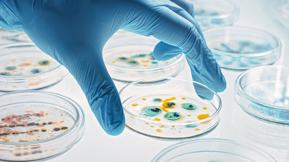 Pseudomonas aeruginosa: Zuckerwirkstoff schützt Zellen vor dem Bakterium