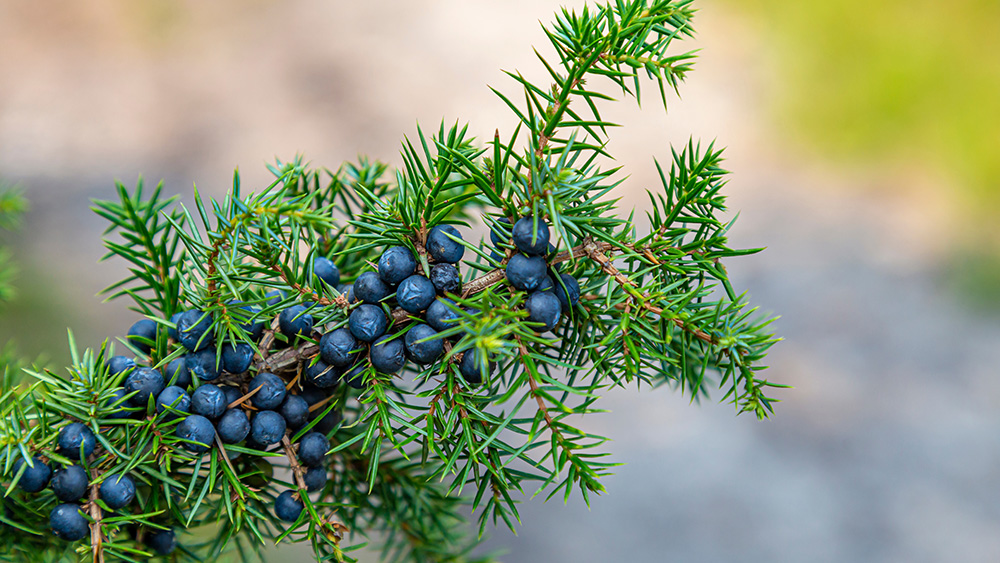 Heilpflanze – der Wacholder – die Wacholderbeeren