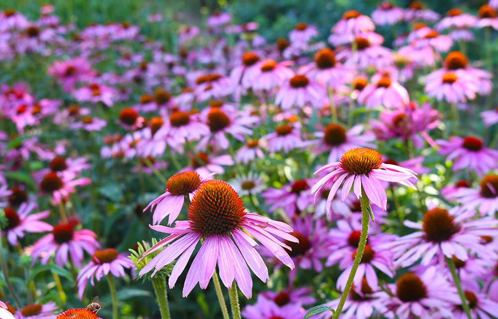 Heilpflanze – die Echinacea