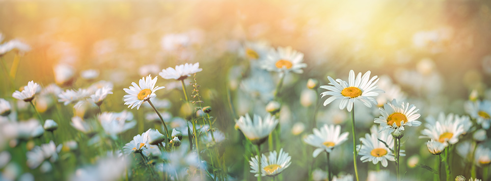 Heilpflanze – das Gänseblümchen