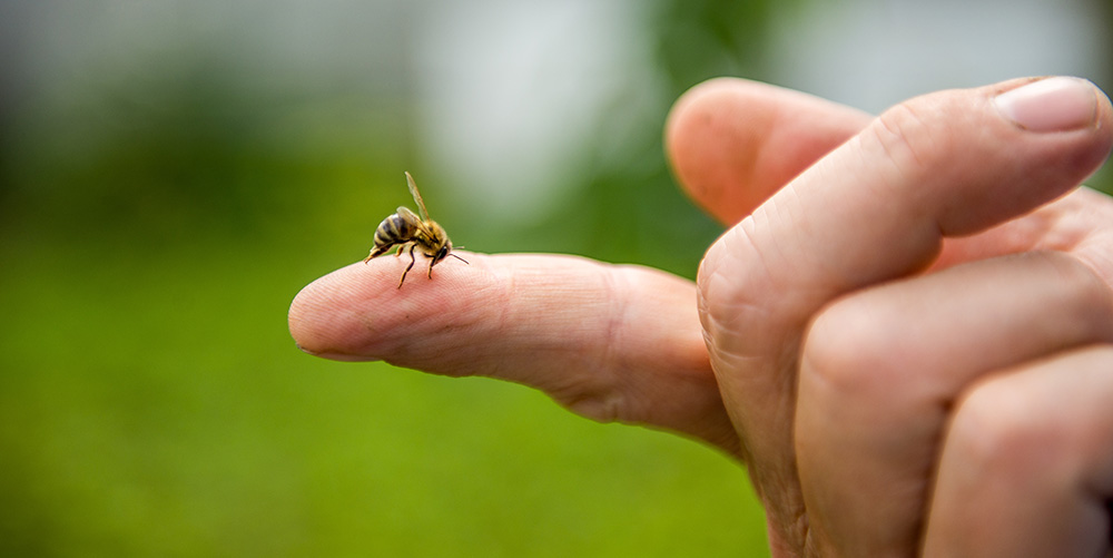 Insektengiftallergien – die unterschätze Gefahr: Eine Allergie-Immuntherapie kann Leben retten