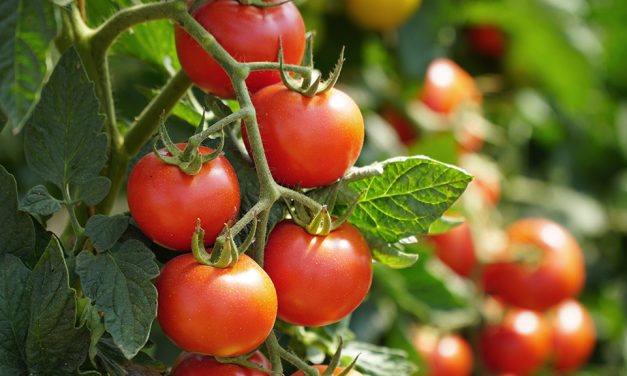 Die Tomate