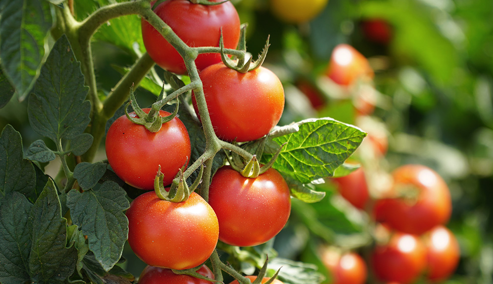 Die Tomate