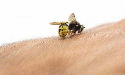 Hilfe, ein Insektenstich!