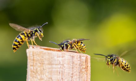 Plagegeister im Sommer – Das große Krabbeln