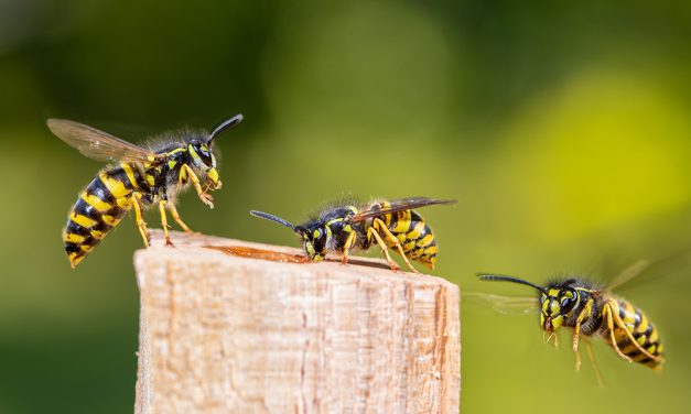Plagegeister im Sommer – Das große Krabbeln