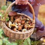 Pilzsaison – Die Sammelleidenschaft erwacht