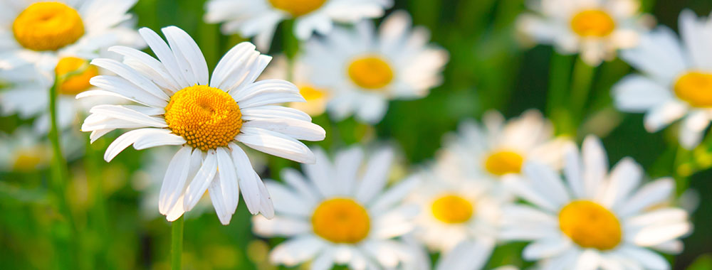 Das Gänseblümchen