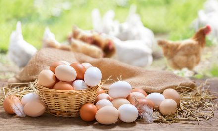 Das gesunde Hühnerei, Cholesterinbombe oder nicht? Eine späte Rehabilitation